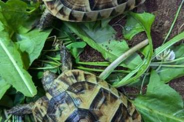 Landschildkröten kaufen und verkaufen Foto: Testudo graeca ibera, Maurische Landschildköten NZ 2024 Landschildkröten kaufen und verkaufen Foto: Testudo graeca ibera, Maurische Landschildköten NZ 2024