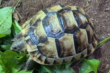 Landschildkröten kaufen und verkaufen Foto: Maurische Landschildkröten, Testudo g. ibera NZ 2024 Landschildkröten kaufen und verkaufen Foto: Maurische Landschildkröten, Testudo g. ibera NZ 2024