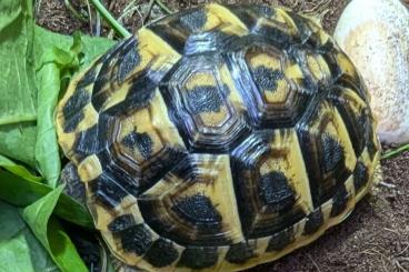 Landschildkröten kaufen und verkaufen Foto: Testudo h. hermanni (Mallorca) & Testudo g. ibera NZ 2024 Landschildkröten kaufen und verkaufen Foto: Testudo h. hermanni (Mallorca) & Testudo g. ibera NZ 2024
