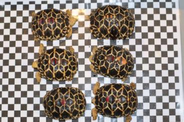 Tortoises kaufen und verkaufen Photo: Geochelone platynota. Burmese Star Tortoise