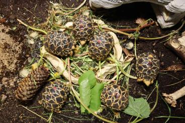 Landschildkröten kaufen und verkaufen Foto: Geochelone platynota. Burmese Star Tortoise
