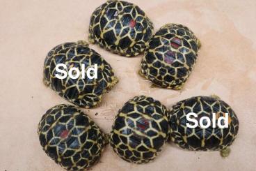 Landschildkröten kaufen und verkaufen Foto: Geochelone platynota. Burmese Star Tortoise Landschildkröten kaufen und verkaufen Foto: Geochelone platynota. Burmese Star Tortoise