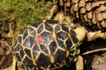 Landschildkröten kaufen und verkaufen Foto: Geochelone platynota. Burmese Star Tortoise Landschildkröten kaufen und verkaufen Foto: Geochelone platynota. Burmese Star Tortoise