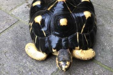 Tortoises kaufen und verkaufen Photo: Strahlenschildkröten Radiata