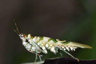 Insekten kaufen und verkaufen Foto: Mantiden species (Helvia, Acromantis, Rhombodera...)