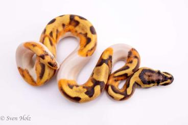 Schlangen kaufen und verkaufen Photo: Enchi GeneX Orange Dream Piebald Schlangen kaufen und verkaufen Photo: Enchi GeneX Orange Dream Piebald