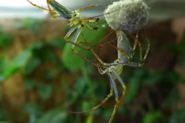 Spinnen und Skorpione kaufen und verkaufen Foto: Peucetia lucasi DNZ - Jungtiere zur Abgabe