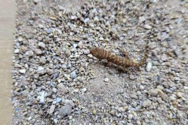 Geckos kaufen und verkaufen Photo: Heteronotia binoei NZ 2025 zu verschenken Geckos kaufen und verkaufen Photo: Heteronotia binoei NZ 2025 zu verschenken