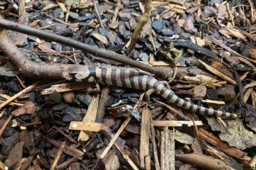 Skinks kaufen und verkaufen Photo: Hemisphaeriodon gerrardii Schneckenskknke