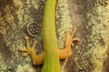 Geckos kaufen und verkaufen Photo: 1.0 Phelsuma astriata astriata