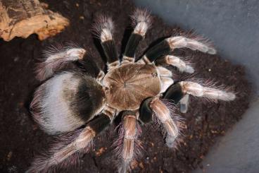 Vogelspinnen kaufen und verkaufen Foto: Biete Pamphobeteus usw zum Versand 