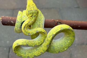Pythons kaufen und verkaufen Foto: Morelia Viridis Biak - Green Tree Python
