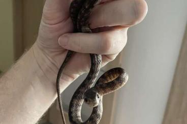 Nattern ungiftige kaufen und verkaufen Foto: Pareas carinatus Schneckennatter Nattern ungiftige kaufen und verkaufen Foto: Pareas carinatus Schneckennatter