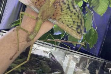 Insekten kaufen und verkaufen Foto: Phasma gigas jailolo Pärchen Riesenstabschrecke Insekten kaufen und verkaufen Foto: Phasma gigas jailolo Pärchen Riesenstabschrecke