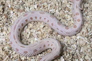 Nattern ungiftige kaufen und verkaufen Foto: Heterodon nasicus | Hakennasennatter | Hognose Nattern ungiftige kaufen und verkaufen Foto: Heterodon nasicus | Hakennasennatter | Hognose