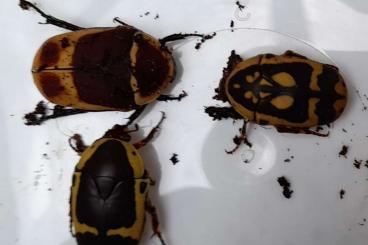Insekten kaufen und verkaufen Foto: 50 larven GOOD LUCK POT Pachnoda's