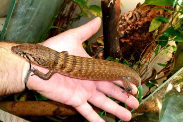 Lizards kaufen und verkaufen Photo: Terraristika Hamm 9.9.2023 !!!