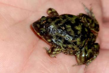 frogs kaufen und verkaufen Photo: Terraristika Hamm 9.12.2023 !!!