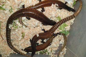 Lizards kaufen und verkaufen Photo: Terraristika Hamm 9.12.2023 !!!