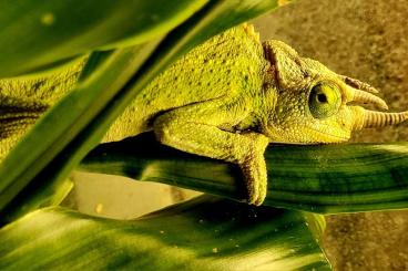 Lizards kaufen und verkaufen Photo: Terraristika Hamm 9.12.2023 !!!