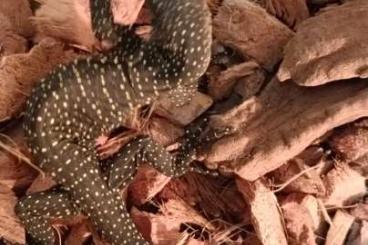 Lizards kaufen und verkaufen Photo: Terraristika Hamm 9.12.2023 !!!