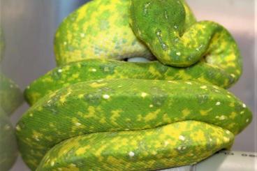 Snakes kaufen und verkaufen Photo: Terraristika Hamm 9.12.2023 !!!