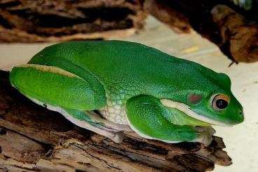 frogs kaufen und verkaufen Photo: Terraristika Hamm 9.12.2023 !!!