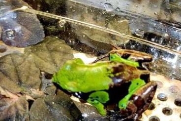 frogs kaufen und verkaufen Photo: Terraristika Hamm 9.12.2023 !!!