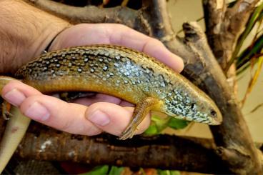 Lizards kaufen und verkaufen Photo: Terraristika Hamm 9.3.2024 !!!