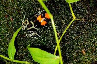 frogs kaufen und verkaufen Photo: Terraristika Hamm 9.3.2024 !!!