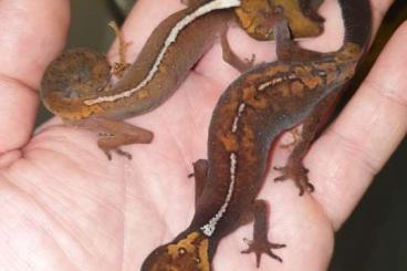 Lizards kaufen und verkaufen Photo: NEU ! NEU ! NEU ! :-) Seltene Arten verfügbar ! Lizards kaufen und verkaufen Photo: NEU ! NEU ! NEU ! :-) Seltene Arten verfügbar !