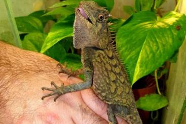 Lizards kaufen und verkaufen Photo: Endlich wieder zurück !!! :-)