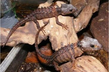 Lizards kaufen und verkaufen Photo: Vorbestellungen für Reptilien Börse Erfurt den 25.September !!!