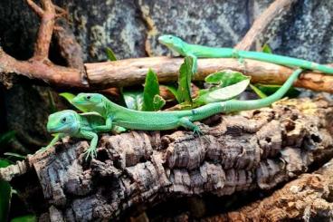 Echsen  kaufen und verkaufen Foto: Bestellungen für Reptilien Börse Bremen den 3.Oktober