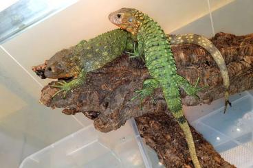 Lizards kaufen und verkaufen Photo: Angebot für Hamm oder Versand 