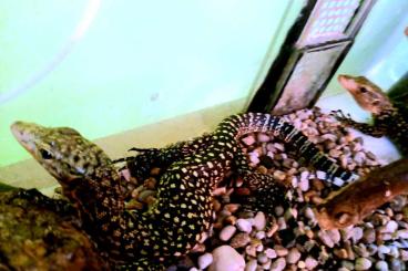 Lizards kaufen und verkaufen Photo: Letzte Chance / last chance Terraristika Hamm 10.9.2022 !!! 