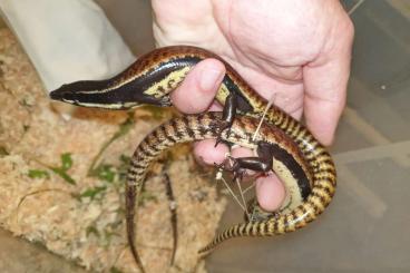 Lizards kaufen und verkaufen Photo: Reptilien Börse Ulm + Versand