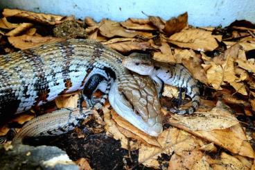 Lizards kaufen und verkaufen Photo: Reptilien Börse Erfurt den 29. Oktober oder Versand den 27.Oktober