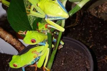 Lizards kaufen und verkaufen Photo: DER ERSTE VERSAND NACH DER  WINTERPAUSE  !!! NEUE SELTENE ARTEN !!!