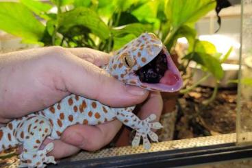 Echsen  kaufen und verkaufen Foto: Noch paar Tierchen geblieben ;-)