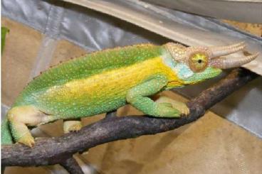 Lizards kaufen und verkaufen Photo: Reptilienbörse in Rendsburg den 7.Mai