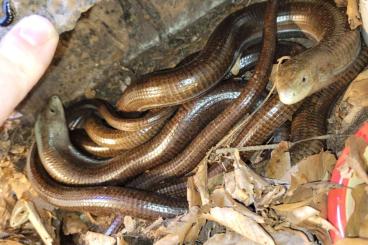 Lizards kaufen und verkaufen Photo: Terraristika Hamm 10.6.2023 !!! 