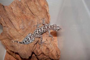 Echsen kaufen und verkaufen Foto: Gonatodes, Phyllurus, Heteronotia, Chondrodactylus, Hemidactylus Echsen kaufen und verkaufen Foto: Gonatodes, Phyllurus, Heteronotia, Chondrodactylus, Hemidactylus