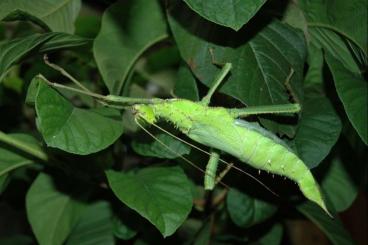 Insects kaufen und verkaufen Photo: Malaiische Riesengespenstschrecke (Heteropteryx dilatata)