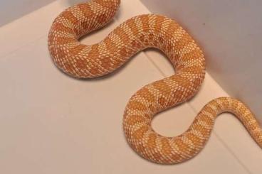Snakes kaufen und verkaufen Photo: Hognose babies 2023 wholesale list