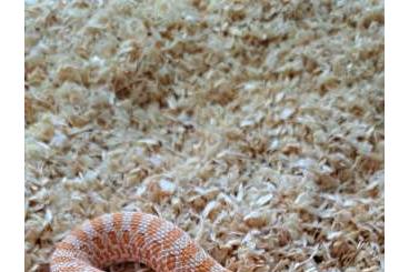 Schlangen kaufen und verkaufen Foto: Lots of different hognoses for sale, babies and adults. Wholesale Schlangen kaufen und verkaufen Foto: Lots of different hognoses for sale, babies and adults. Wholesale