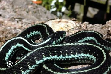 Schlangen kaufen und verkaufen Foto: Searching for Thamnophis Schlangen kaufen und verkaufen Foto: Searching for Thamnophis