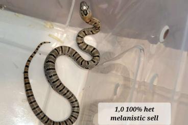 Schlangen kaufen und verkaufen Foto: 1,1 Lampropeltis leonis 100% het. melanistic
