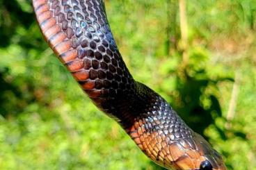 Snakes kaufen und verkaufen Photo: 1,0 Drymarchon couperi NZ06/24 Snakes kaufen und verkaufen Photo: 1,0 Drymarchon couperi NZ06/24