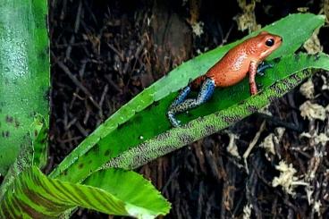 Frösche kaufen und verkaufen Foto: 1,0 Oophaga pumilio Almirante, Erdbeerfröschchen Frösche kaufen und verkaufen Foto: 1,0 Oophaga pumilio Almirante, Erdbeerfröschchen